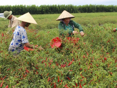 Trồng ớt trên đất rừng