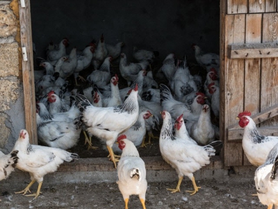 Traditional herb provides broilers non-medicated performance boost: study