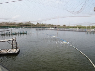 Xử lý nước trong nuôi trồng thủy sản bằng biện pháp sinh học