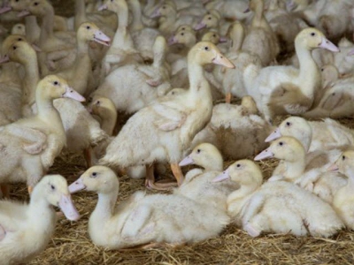 Phytase usage in white Pekin ducks