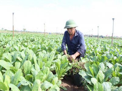 Hoàng Mai phát triển vùng chuyên canh rau thập tự