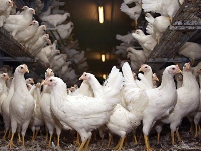 A broilers gut microflora helps determine performance