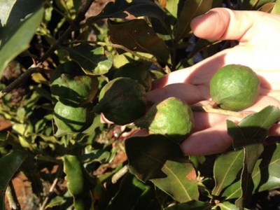Farmers warned: Dont go nuts over macadamia