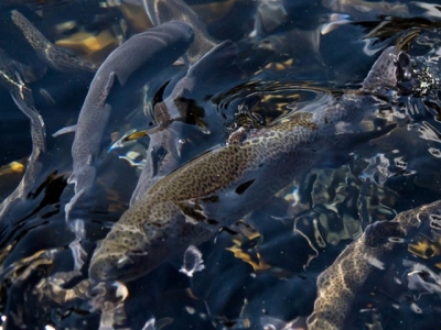 Feeds containing melanoidins may support trout production