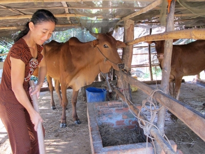 Dinh dưỡng cho đàn bò mùa hạn mặn