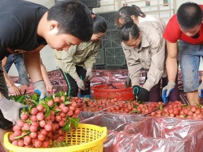 Vietnamese lychees export to Russia increases thanks to World Cup