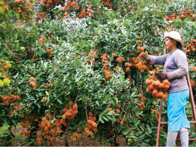 Vietnams fruits enter choosy markets