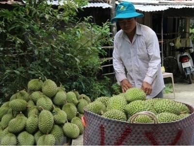 Efforts made to boost Vietnamese fruit exports to China