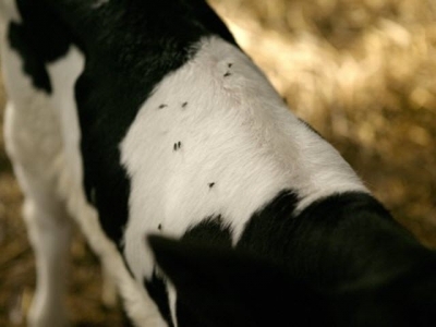 Effective fly control on a dairy farm