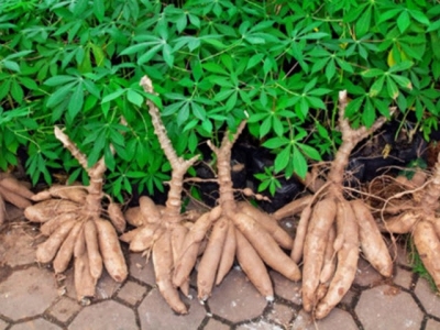 China reduces imports of Vietnams cassava
