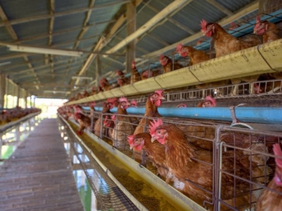Study shows feed efficiency gains in Canadian egg production over time