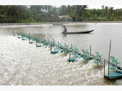 Trà Vinh farmers grow mangrove forests to breed shrimp, other species