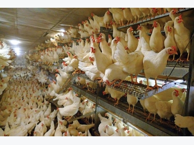 5 questions about cage-free hen health, welfare