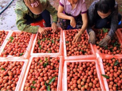 Vietnamese lychees exported to Malaysia lure consumers