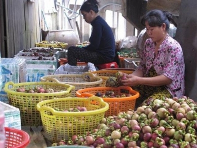 Bình Dương expands production of specialty mangosteens