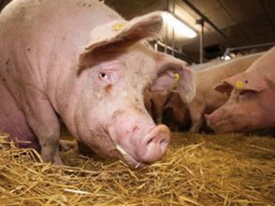 Reduced antibiotic consumption in Danish pig production yields positive results