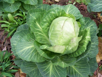 When is the bolting season for vegetables?