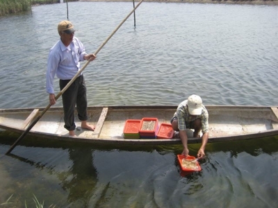 Nuôi chung sú, đối, cua, kình, mô hình thủy sản bền vững