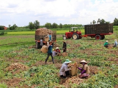 Cassava exports to Japan surge