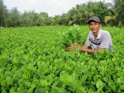 Sống khỏe nhờ rau cải trời