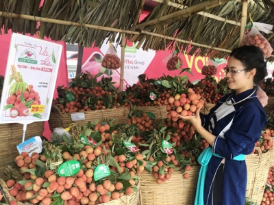 Bac Giang litchi growers opt for quality over quantity