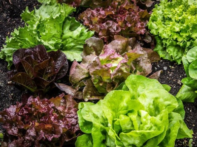 Growing lettuce for the home garden – part 1