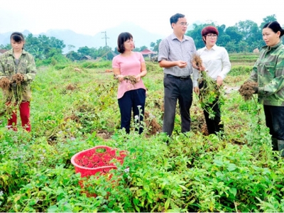 Cây lạc 2 vụ trên đất ruộng ở Chiêm Hóa