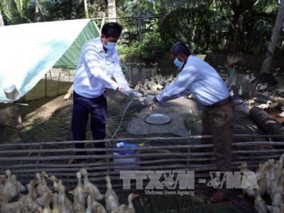 Chủ động phòng, chống dịch bệnh cho gia súc mùa mưa bão