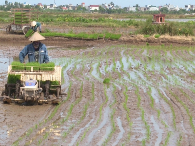 Nông dân Thái Bình mong muốn được áp dụng máy cấy