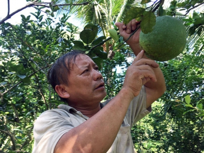 Phòng chống sâu đục bưởi gây hại