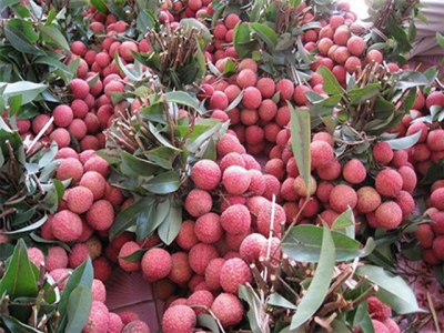 Measures sought to help Bac Giang export more lychee