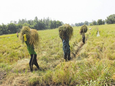 Rice production in Vietnams Mekong Delta took wrong path: expert