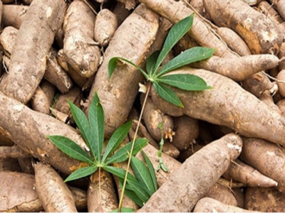 Cassava exports plummet during five-month period