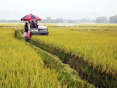 Hà Nộis farmers grow high-quality rice for export