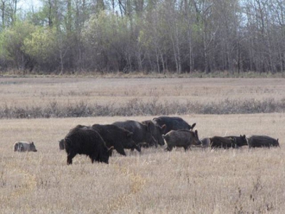 Wild pigs expand range in Canada