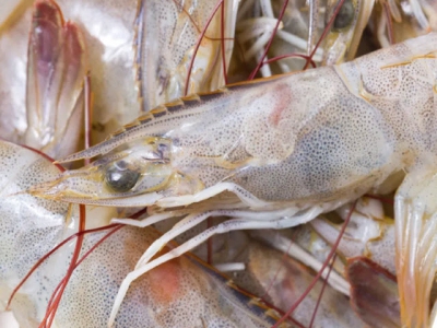 Traceability milestone for Ecuadors SSP shrimp