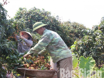 Early ripen lychee enjoys high price and good consumption