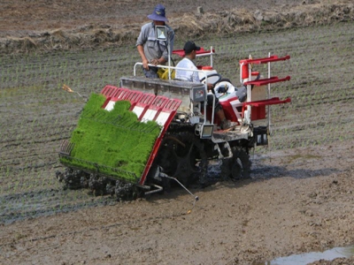 Mekong Delta embraces smart rice farming