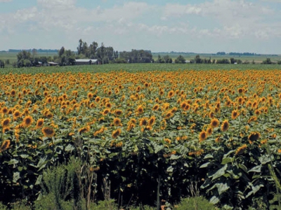 When to plant sunflower for optimal yield