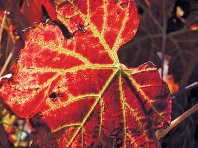 Leafroll virus in vines can be beaten – heres how