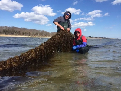 How sugar kelp is sweetening the deal for Long Islands oyster growers