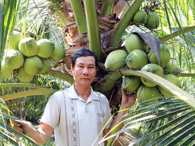 Chuyển đổi từ trồng lúa sang trồng dừa xiêm xanh đạt hiệu quả kinh tế cao