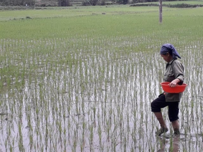 Kỹ thuật bón phân NPK Ninh Bình cho lúa mùa