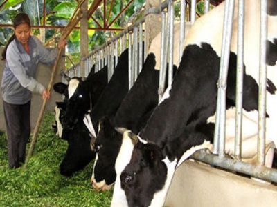 Niche market opens up fresh opportunities for dairy industry