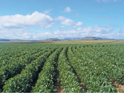 The benefits of soya bean production in South Africa