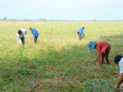 Lúa mùa nổi ở An Giang