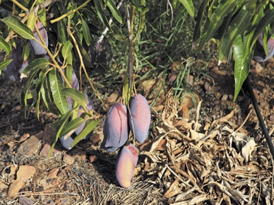 How pioneers make mango production work