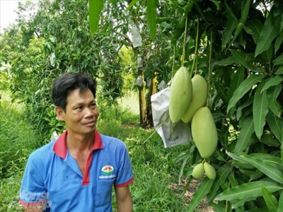Thúc đẩy sản xuất trái cây sạch xuất khẩu