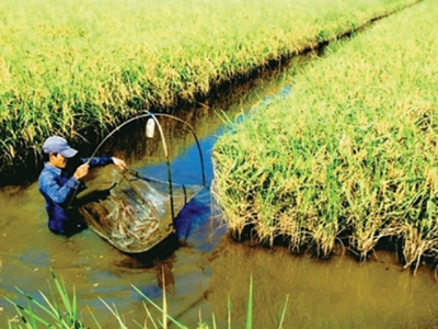 Expectation from model of organic shrimp – rice farming