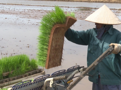 Áp dụng máy cấy nông dân có lãi